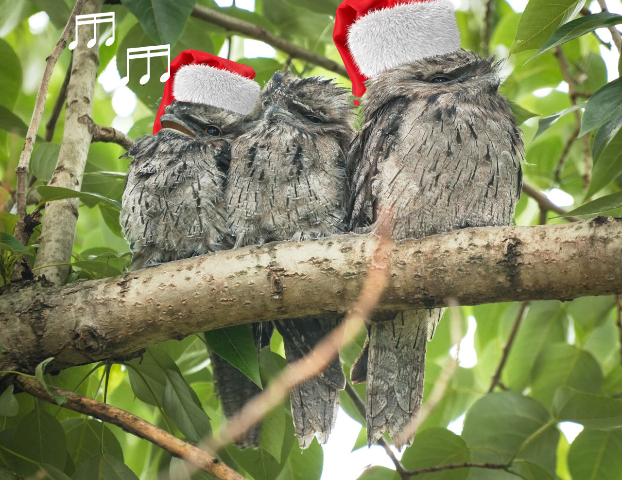 frogmouth owles with christmas hats